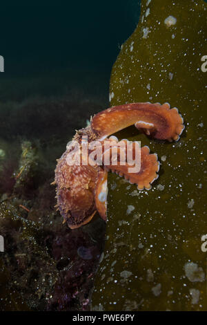 Norwegian Sea, Northern Atlantic, Norway. 6th Aug, 2018. Northern octopus, Horned octopus or Curled octopus (Eledone cirrhosa) sits on the Laminaria Credit: Andrey Nekrasov/ZUMA Wire/Alamy Live News Stock Photo