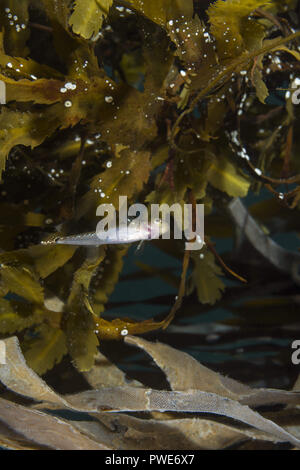 Norwegian Sea, Northern Atlantic, Norway. 26th Dec, 2010. Two spotted Goby (Gobiusculus flavescens) near algae toothed wrack Credit: Andrey Nekrasov/ZUMA Wire/Alamy Live News Stock Photo