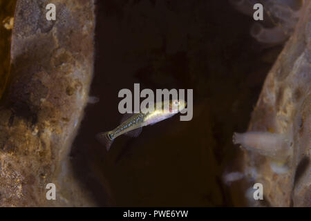 Norwegian Sea, Northern Atlantic, Norway. 8th Aug, 2018. Two spotted Goby (Gobiusculus flavescens) near Laminaria Credit: Andrey Nekrasov/ZUMA Wire/Alamy Live News Stock Photo