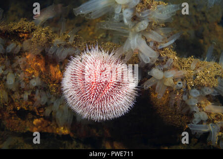 Norwegian Sea, Northern Atlantic, Norway. 5th Aug, 2018. European edible sea urchin or common sea urchin (Echinus esculentus) in the colony of ascidians - Transparent sea squirt or Yellow Sea Squirt Credit: Andrey Nekrasov/ZUMA Wire/Alamy Live News Stock Photo