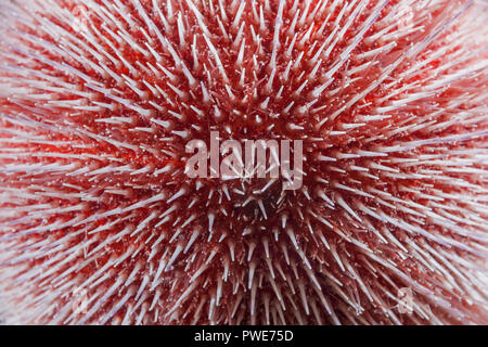 Norwegian Sea, Northern Atlantic, Norway. 9th Aug, 2018. Close-up of the European edible sea urchin or common sea urchin Credit: Andrey Nekrasov/ZUMA Wire/Alamy Live News Stock Photo