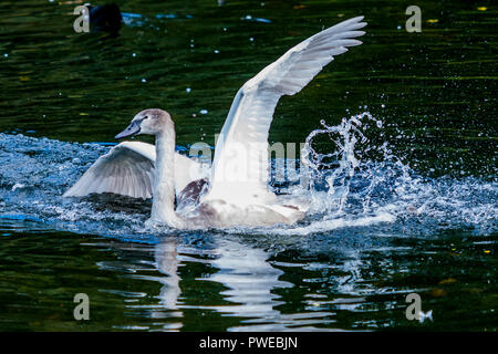 St James Park, London. 16th Oct 2018. UK Weather; Young swans enjoy landing on the water - The sun shines down on the lake revealing Autumn colours in St James Park, London. Credit: Guy Bell/Alamy Live News Stock Photo