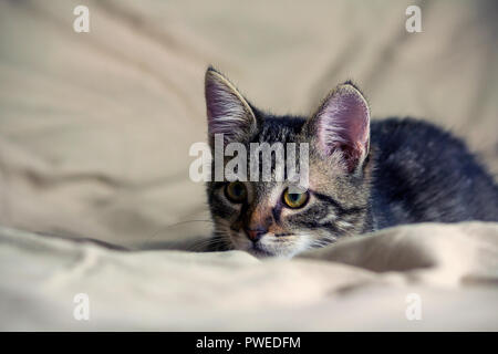 unbred tabby kitten lying on yellowish material, looking carefully to side, background similar material yellow shade, animal full-length lying, Stock Photo