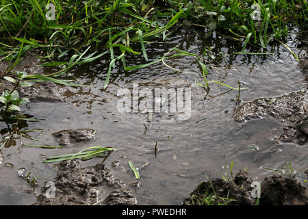 natural spring bubbling up in a field Stock Photo