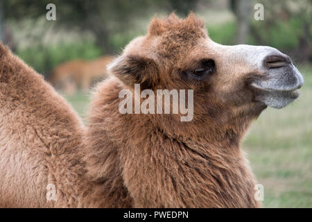 Two humped brown furry bactrian camel photographed at Port Lympne Safari Park in Kent, UK Stock Photo