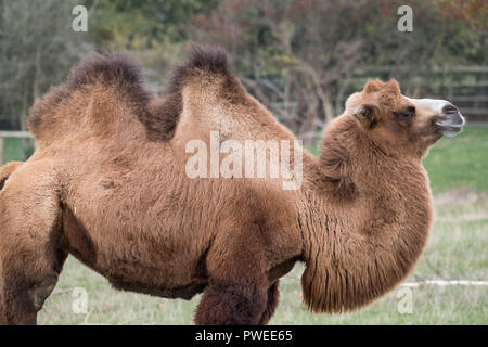 Two humped brown furry bactrian camel photographed at Port Lympne Safari Park in Kent, UK Stock Photo