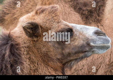 Two humped brown furry bactrian camel photographed at Port Lympne Safari Park in Kent, UK Stock Photo