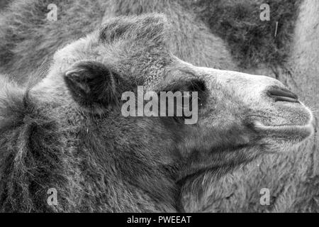 Two humped brown furry bactrian camel photographed at Port Lympne Safari Park in Kent, UK Stock Photo