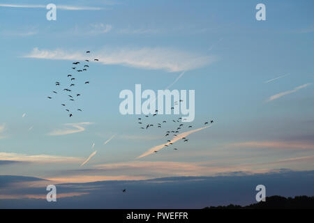 Greylag Geese (Anser anser). Skeins about to land amongst others already feeding on a recently harvested wheat field, gleaning spilled grain. Early evening, sunset light. Hickling. Broadland. Norfolk. Stock Photo