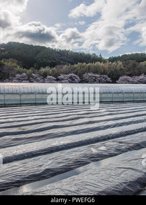 Plastic tunnel house and plastic horticulture, with hanami, sakura cherry in blossom, industrial agriculture, rural landscape, Kochi, Shikoku, Japan