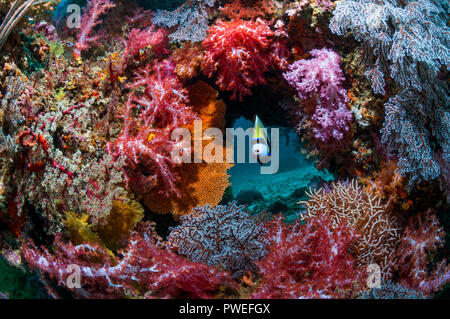 Soft corals [Dendronephthya sp.] with Emperor angelfish [Pomacanthus imperator].  Andaman Sea, Thailand. Stock Photo