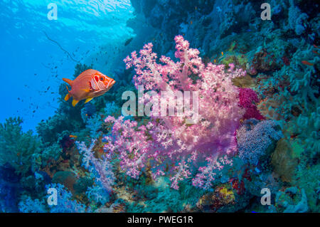 Long-jawed squirrelfish [Sargocentron spiniferusm] with soft corals [Dendronephthya sp.] on coral reef.  Egypt, Red Sea. Stock Photo