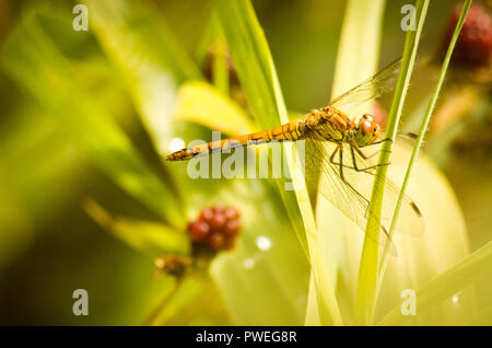 Close up photo of a female ruddy darter dragonfly resting in the sun. Stock Photo