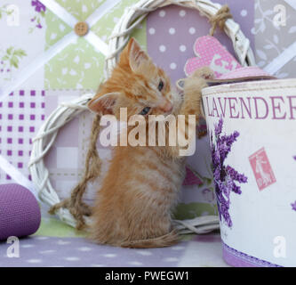 ginger kitten, 6 weeks old, Stock Photo