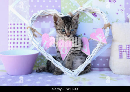 kitten, 7 weeks old, black tabby Stock Photo