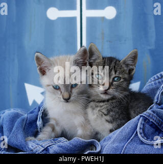 two kittens, 7 weeks old, seal point tabby and black tabby, sitting close together in a jeans Stock Photo