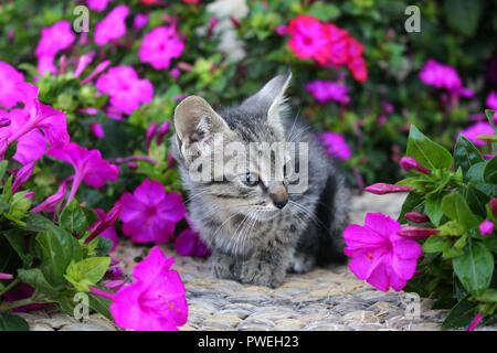 kitten, 6 weeks old, black tabby, lying between flowers Stock Photo