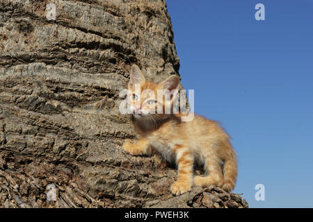 kitten, red tabby, 7 weeks old, climbing a tree Stock Photo