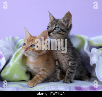 two kittens, 7 weeks old, black tabby and red tabby, sitting close together under a carpet Stock Photo