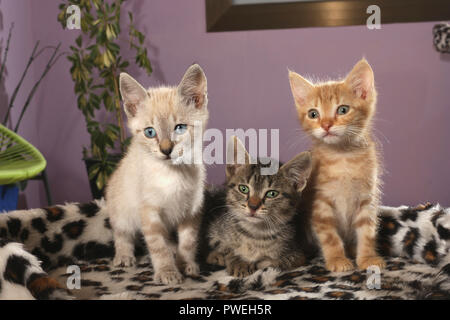 three kittens, 8 weeks old, seal tabby point, black tabby, red tabby, sitting together Stock Photo