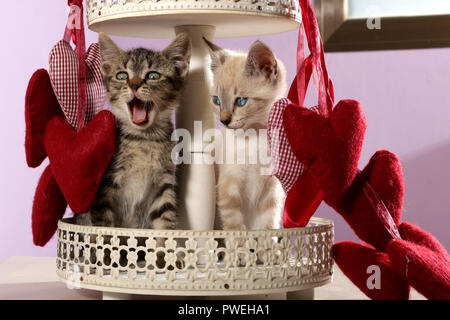 two kittens, black tabby and seal tabby point, 8 weeks old, sitting between red heards Stock Photo