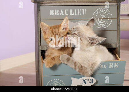 two kittens, seal tabby point and red tabby, cuddling Stock Photo