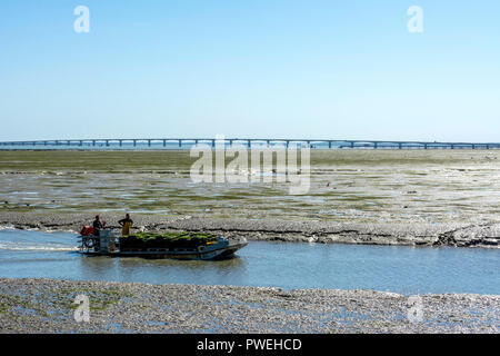 Flat bottomed oyster boat with bags of oysters and Oleron bridge, Charente Maritime, Nouvelle-Aquitaine, France Stock Photo