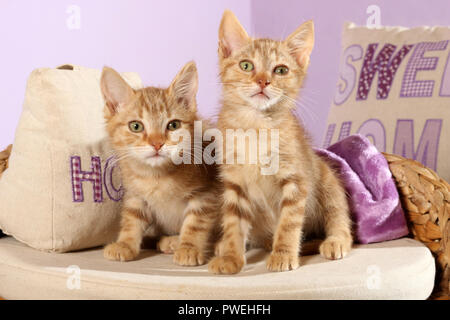two domestic kittens, red tabby, 7 weeks old Stock Photo