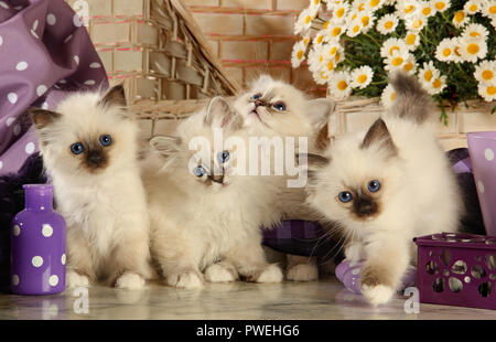 four birman kittens, 7 weeks old, seal point and tabby point Stock Photo