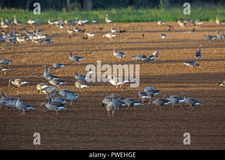 Greylag Geese (Anser anser). Section of a residential flock ie none migratory, based on Hickling Broad, Norfolk. Ingham, Norfolk.  Here feeding on an arable field, seeking recently sown grain using large bills for rooting through the soil surface. Autumn. October. Stock Photo