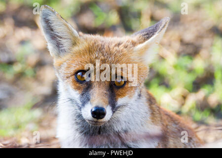 Alberese (Gr), Italy, fox close up in the Maremma park, Tuscany, Italy Stock Photo