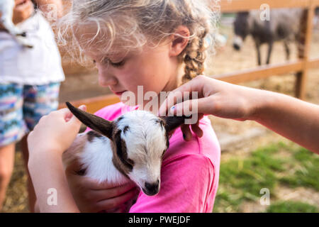 Closeup child holding a baby goat, brown white newborn, delicate concept, nature, baby farm animals, animal, little things, happiness kindness love Stock Photo