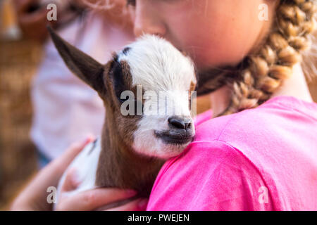 Closeup of a child holding a baby goat, brown white goat newborn, love concept, nature, baby farm animals baby animal, little things, showing love Stock Photo