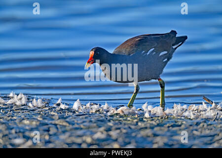 Red-fronted Coot (Fulica rufifrons), Australia Stock Photo - Alamy