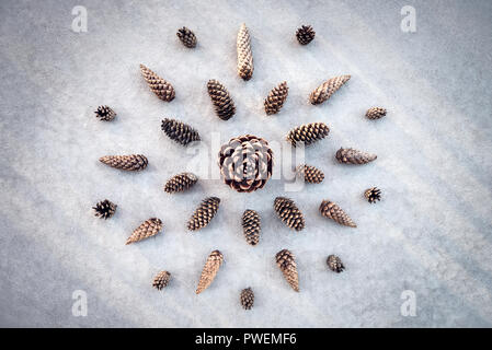 Collection of cones from fir and pine trees, on gray concrete background. Stock Photo