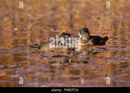 Ring-necked duck on Hosmer Lake, Deschutes National Forest, Cascade Lakes National Scenic Byway, Oregon Stock Photo