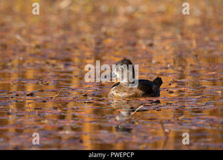 Ring-necked duck on Hosmer Lake, Deschutes National Forest, Cascade Lakes National Scenic Byway, Oregon Stock Photo