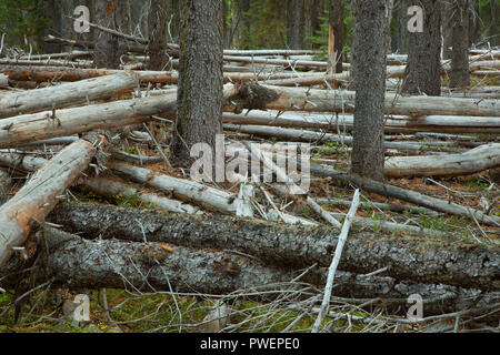 Forest along Metolius - Windigo Trail near Little Lava Lake, Deschutes National Forest, Cascade Lakes National Scenic Byway, Oregon Stock Photo