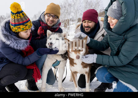 Portrait of two young couples having fun in winter outdoors playing with husky dogs and smiling happily Stock Photo