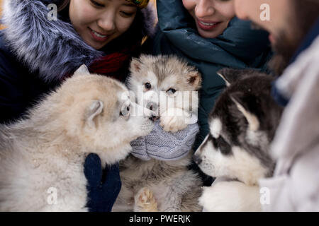 Group of young people holding three adorable puppies of Alaskan husky dog while enjoying winter days outdoors, focus on cute little puppies Stock Photo