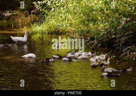 Domestic waterfowl, young Muscovy ducks swimming in a river, Wales, UK Stock Photo