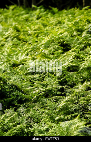 Fern leaves changing colour for Autumn Stock Photo