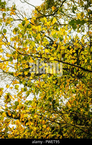 Oak and beech leaves turning yellow for autumn Stock Photo - Alamy