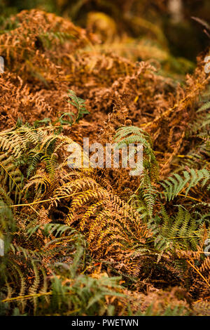 Fern leaves changing colour for Autumn Stock Photo