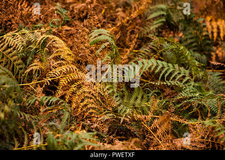 Fern leaves changing colour for Autumn Stock Photo