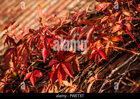 Red leaves of the Virginia Creeper growing on a corrugated metal roof Stock Photo