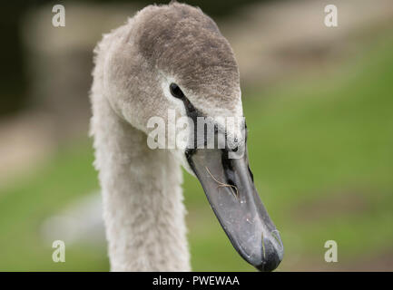 An up-close shot of a young Grey Swan with a long beak gazing into the camera. Stock Photo