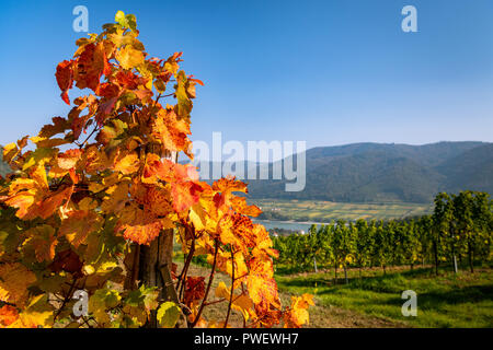 Red colored wine leaves and blue sky in autumn (Wachau, Lower Austria) Stock Photo