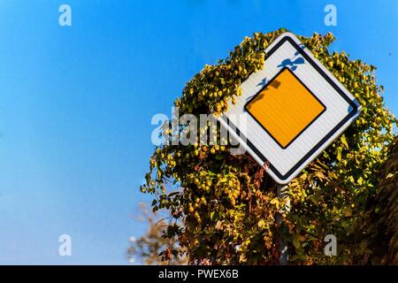 Priority road, european traffic sign against the clear blue sky. Traffic sign covered with hops Stock Photo