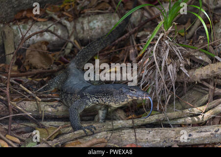 monitor lizard climbing from the water Stock Photo